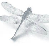 Hazelvine Limited logo - Similar company to Doclan
