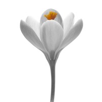 SOPHYSA logo - Similar company to Dixi Microtechniques