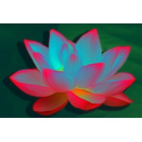 Blooming Lightways Studio