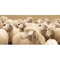 China Sheepskin Products Supplier logo - Similar company to Tess Leather
