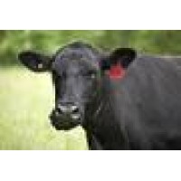 Blackbird Farm logo - Similar company to Vascular Vein Centers
