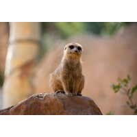 MEERKATworks logo - Similar company to Smokescreen Visuals Ltd