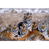 Riding The Tiger Productions