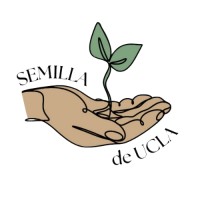 Semilla De Ucla