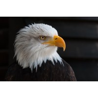 Private Bank Advisors LLC logo - Similar company to Margaret Brecht Family Trust For Ai Development