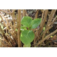 Innovation Gardeners logo - Similar company to Edal