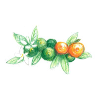 Azienda Agricola Parolo Mariolina logo - Similar company to Infinite System Design