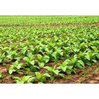 InterTobacco logo - Similar company to Supreme Pharmatech Manufacturing