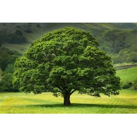 Acorn to Oak Enterprises logo - Similar company to Prosperingyou