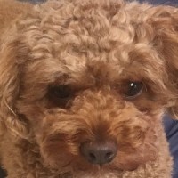 株式会社スズカエージェント logo - Similar company to ヒューレックス株式会社【人材紹介・転職エージェント】