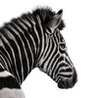 Investec Business Advisory logo - Similar company to Arbeitskreis Börse - Studenten Der Universität Mainz E. V.