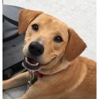 Dogs of LinkedIn - bc Cats of Instagram shouldn't get all the attention logo - Similar company to Chatupfines