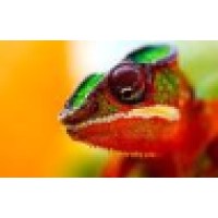 Chameleon Recruitment
