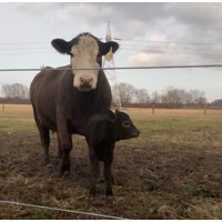 Candiano Beef logo - Similar company to Gunnell Financial