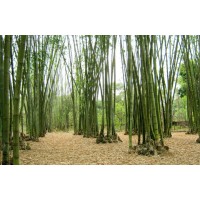 Bamboosia Farm logo - Similar company to Cape May Bamboo Farms