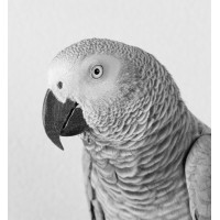 Kasookoo logo - Similar company to Akesi