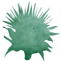 Design Wild logo - Similar company to Perfect Earth Project