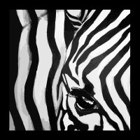 The Little Zebra