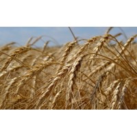 Pines and Apples logo - Similar company to Flyfeed.Eco