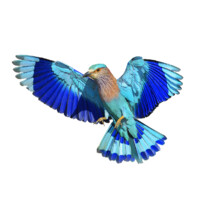 Rollers Technology Solutions logo - Similar company to Samanvi It Services Pvt Ltd