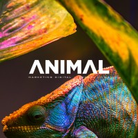 Animal Marketing Digital logo - Similar company to Data Byte - Unid. Belo Horizonte