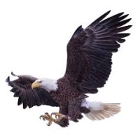 Instituto Líderes Águia – Grupo ON logo - Similar company to Gap Networks