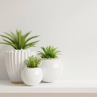 plants paradise logo - Similar company to Sora Gardens