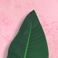 Made Natural B.V. logo - Similar company to Pnl Import Export