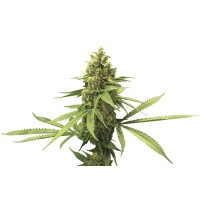 Neurone Ltd logo - Similar company to Phaim Pharma Ltd