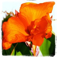 Fiore Music Studio logo - Similar company to Daily Driven Events