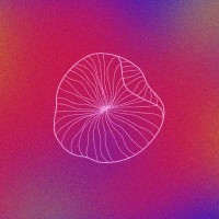 The Jellyfish Collective logo - Similar company to Curcuma