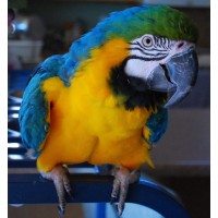 Macaw & Cockatoo Rescue of New Mexico logo - Similar company to Amakali Conservation