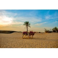 Dubai Desert Safari logo - Similar company to Dune Buggy Dubai
