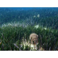 LIFE PINNARCA logo - Similar company to Nature Picture Library