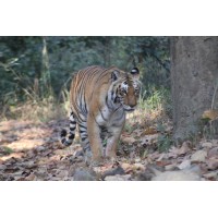 Jim Corbett Uttarakhand logo - Similar company to Oppo Mobiles Uttarakhand #Recruitment#