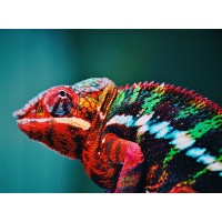 Human Potential Lab ™ logo - Similar company to Sharing Nature'S Genius