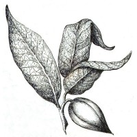 Izabal Agro-Forest logo - Similar company to Htmelle