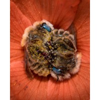 Wbee App