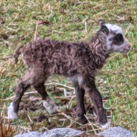 Loch Lubnaig Farms logo - Similar company to L6L21 Productions