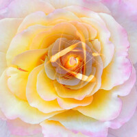 #WeTooCriticalMass logo - Similar company to Tlg Services, Llc