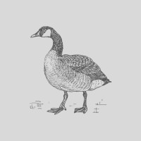 Look After The Goose Coaching logo - Similar company to Goose Coaching & Consultancy