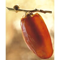 ARBONA et Compagnie - Spécialiste des fruits secs logo - Similar company to Fruits Secs