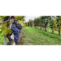 AuburnJames Winery logo - Similar company to Chalone Wine Group