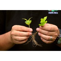 Michigan State University RCAH Program on Sustainability in Costa Rica logo - Similar company to Rs&Gis