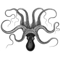 POLPO Ltd logo - Similar company to Bierschenke