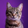 VocalCat logo - Similar company to Radhash