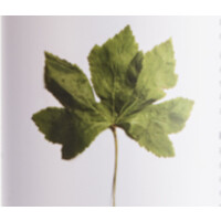Botnia logo - Similar company to Cote Beaute
