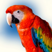 Scarlet Media logo - Similar company to Insprago Creative Digital Media®