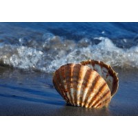 Verein Lichen Sclerosus, Sitz in der Schweiz, aktiv und engagiert mit Aufklärung n ganz Europa logo - Similar company to Le Lichen