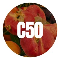 C50 logo - Similar company to Peppermint - Laboratorio De Innovación